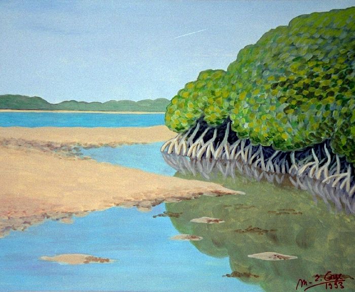 Les palétuviers sur l'île de Moucha