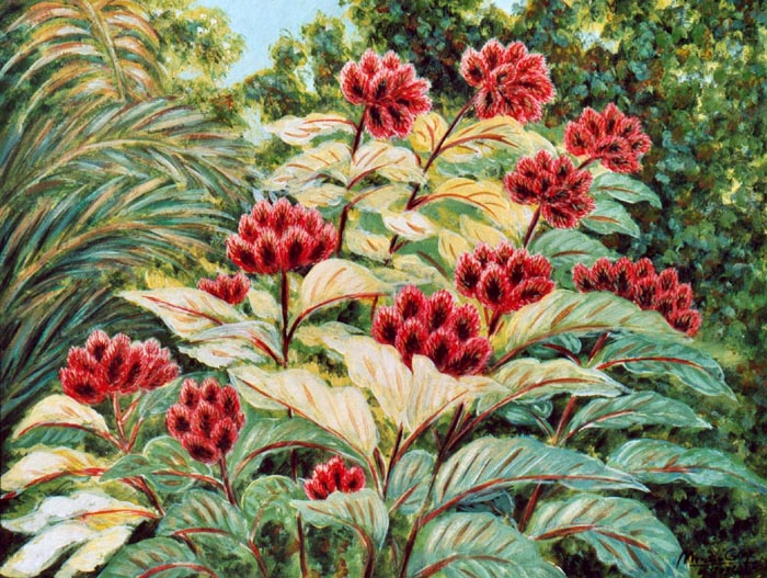 Lipstick tree