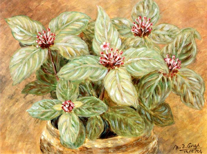 Pot d'Ixora