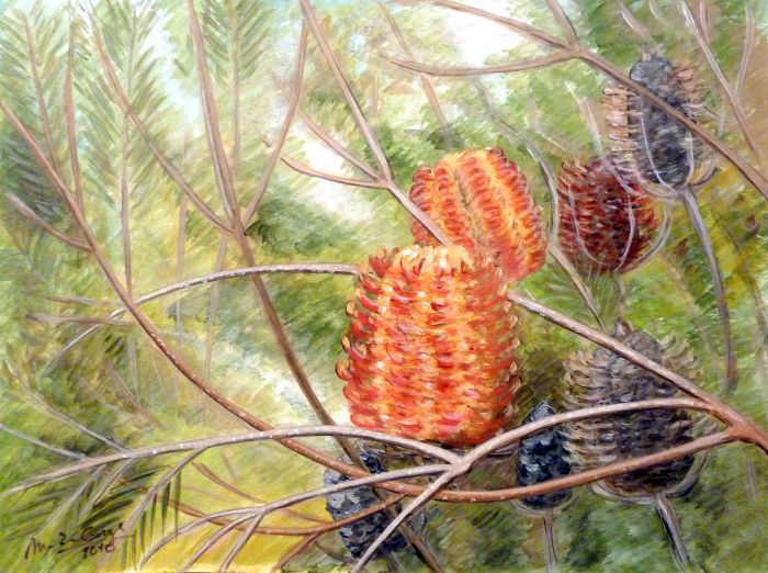Banksia ericifolia au Jardin des Serres de la Madone