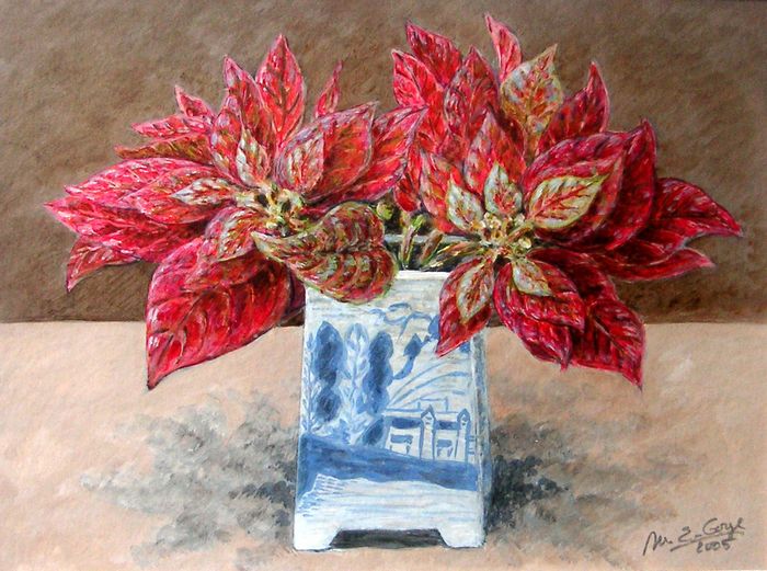 Les dernières feuilles du poinsettia de Noël